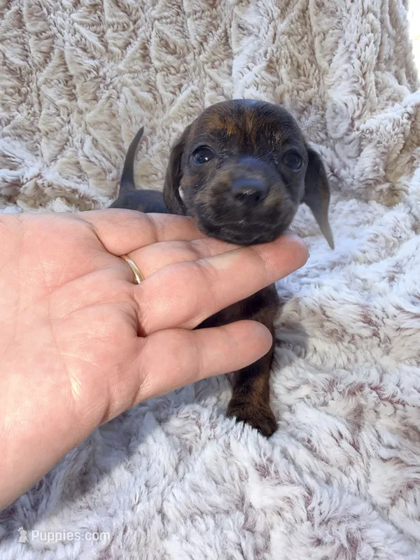 Tasha – Dachshund puppy for sale in Phoenix, AZ