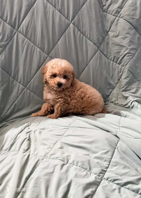 Skittles – Poodle - Toy  puppy for sale in Phoenix, AZ