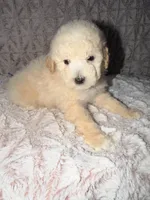 Barney, a male Poodle - Toy  for sale in Phoenix, AZ – 3 of 10