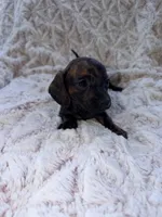 Tasha, a female Dachshund for sale in Phoenix, AZ – 2 of 10