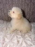 Peanut, a female Poodle - Toy  for sale in Phoenix, AZ – 2 of 8