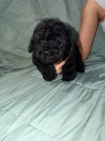 Sassy, a female Poodle - Toy  for sale in Phoenix, AZ – 2 of 3