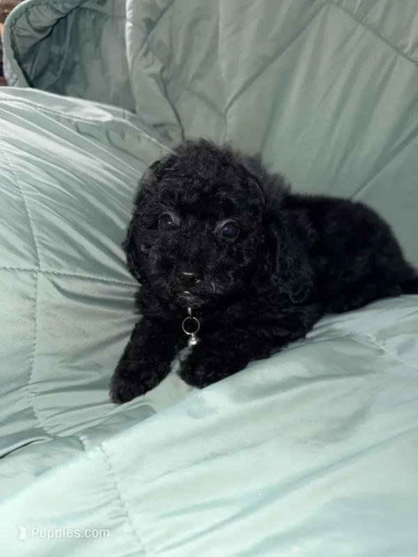 Tingo  – Poodle - Toy  puppy for sale in Phoenix, AZ
