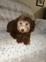 Charlie, a male Poodle - Toy  for sale in Phoenix, AZ – 4 of 8