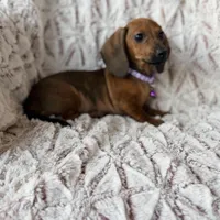 Ruby, a female Dachshund for sale in Phoenix, AZ – Photo 4 of 4