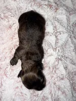 Tasha, a female Dachshund for sale in Phoenix, AZ – Photo 4 of 7