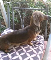 Tasha, a female Dachshund for sale in Phoenix, AZ – Photo 6 of 7