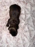 Tasha, a female Dachshund for sale in Phoenix, AZ – Photo 5 of 7