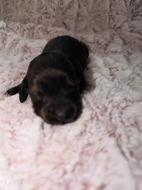 Tasha – Dachshund puppy for sale in Phoenix, AZ