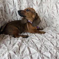 Ruby, a female Dachshund for sale in Phoenix, AZ – Photo 1 of 4