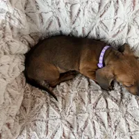 Ruby, a female Dachshund for sale in Phoenix, AZ – Photo 3 of 4