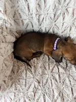 Ruby, a female Dachshund for sale in Phoenix, AZ – Photo 3 of 4