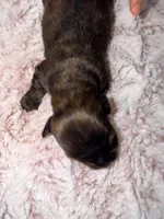 Tasha, a female Dachshund for sale in Phoenix, AZ – Photo 3 of 7