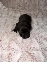 Tasha, a female Dachshund for sale in Phoenix, AZ – Photo 2 of 7