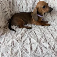 Ruby, a female Dachshund for sale in Phoenix, AZ – Photo 2 of 4