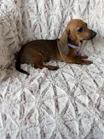 Ruby, a female Dachshund for sale in Phoenix, AZ – Photo 2 of 4