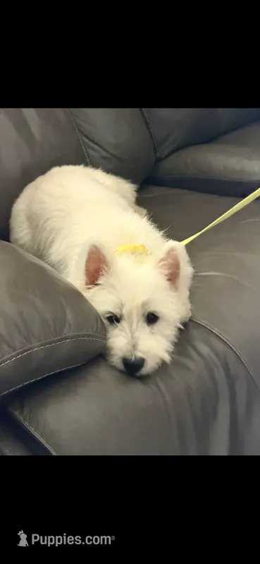 Princess – West Highland White Terrier puppy for sale in Phoenix, AZ