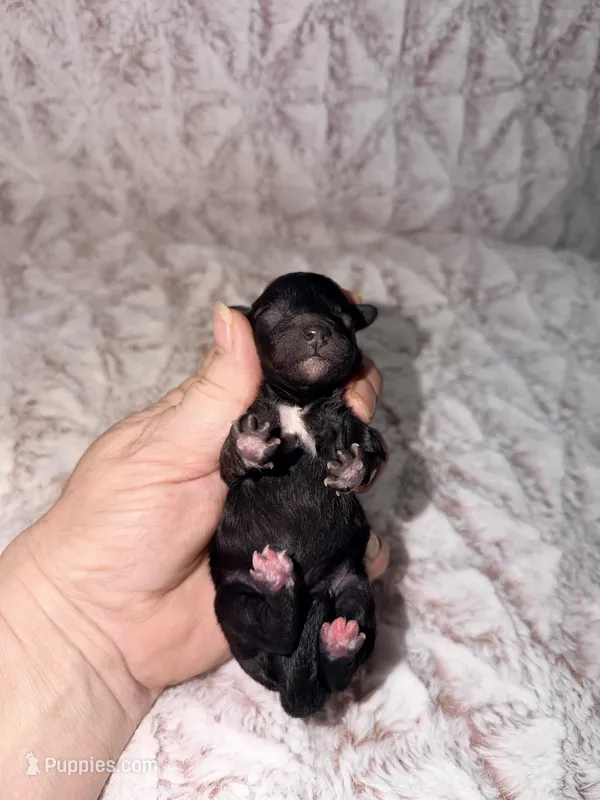 Molly – Poodle - Toy  puppy for sale in Phoenix, AZ