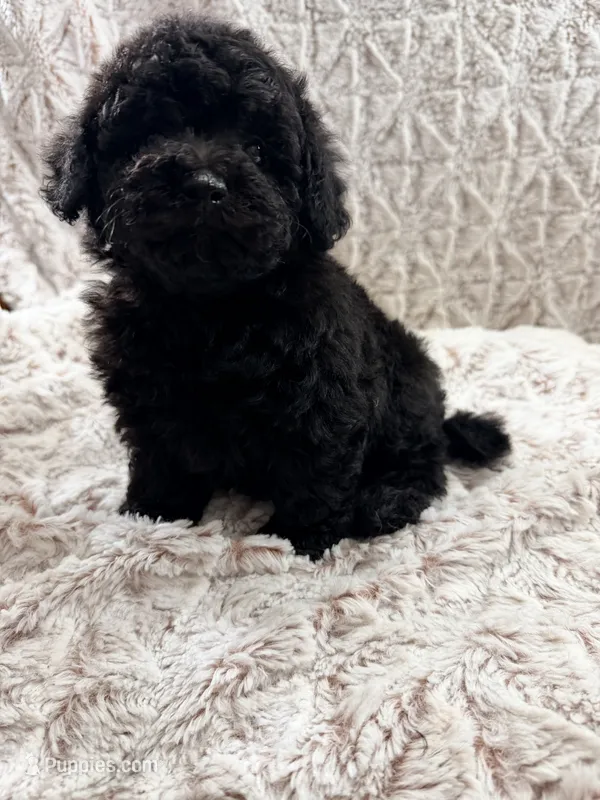 Molly – Poodle - Toy  puppy for sale in Phoenix, AZ