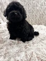 Molly, a female Poodle - Toy  for sale in Phoenix, AZ – 1 of 4