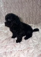 Holly, a female Poodle - Toy  for sale in Phoenix, AZ – 4 of 8
