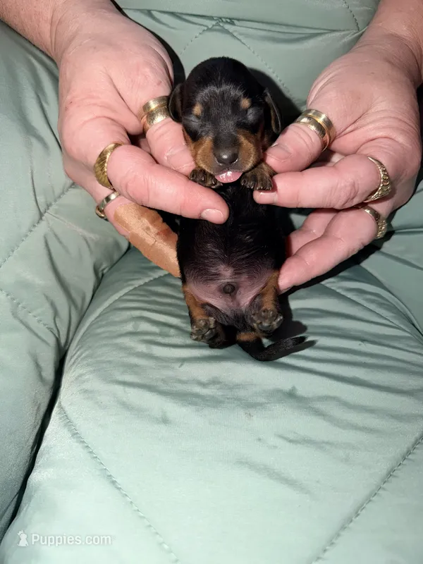 Bosco – Miniature Dachshund puppy for sale in Phoenix, AZ