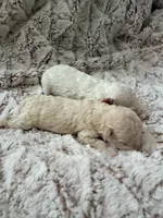 Bingo, a male Poodle - Toy  for sale in Phoenix, AZ – 3 of 8