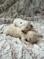 Bingo, a male Poodle - Toy  for sale in Phoenix, AZ – 4 of 8