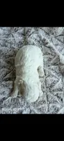 Bingo, a male Poodle - Toy  for sale in Phoenix, AZ – 2 of 8