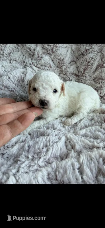 Bingo – Poodle - Toy  puppy for sale in Phoenix, AZ