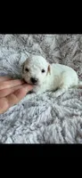 Bingo, a male Poodle - Toy  for sale in Phoenix, AZ – 1 of 8
