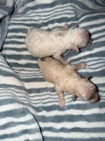 Bingo, a male Poodle - Toy  for sale in Phoenix, AZ – Photo 3 of 3