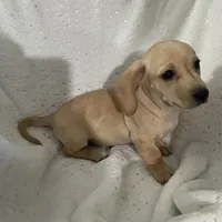 Goldy, a female Dachshund for sale in Phoenix, AZ – Photo 2 of 5