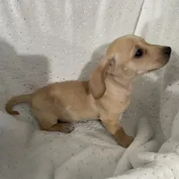 Goldy, a female Dachshund for sale in Phoenix, AZ – Photo 3 of 5