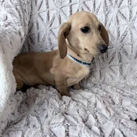 Goldy, a female Dachshund for sale in Phoenix, AZ – Photo 1 of 5