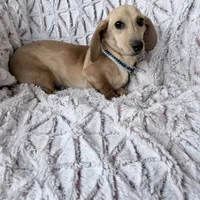 Goldy, a female Dachshund for sale in Phoenix, AZ – Photo 4 of 5