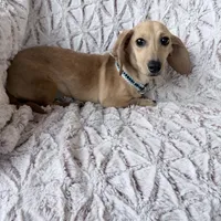 Goldy, a female Dachshund for sale in Phoenix, AZ – Photo 5 of 5