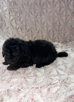 Holly, a female Poodle - Toy  for sale in Phoenix, AZ – 2 of 8