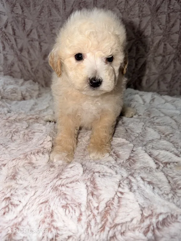 Barney – Poodle - Toy  puppy for sale in Phoenix, AZ