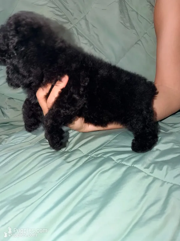 Sassy – Poodle - Toy  puppy for sale in Phoenix, AZ