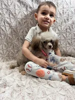 Puddles, a female Poodle - Toy  for sale in Phoenix, AZ – 4 of 10