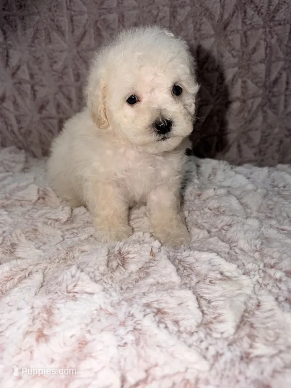 Peanut – Poodle - Toy  puppy for sale in Phoenix, AZ