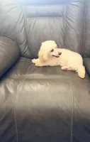 Peanut, a female Poodle - Toy  and Poodle - Miniature  for sale in Phoenix, AZ – 2 of 10