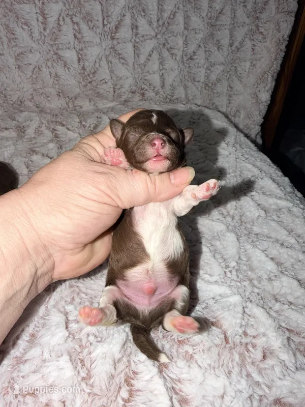 TOBY – Poodle - Toy  puppy for sale in Phoenix, AZ