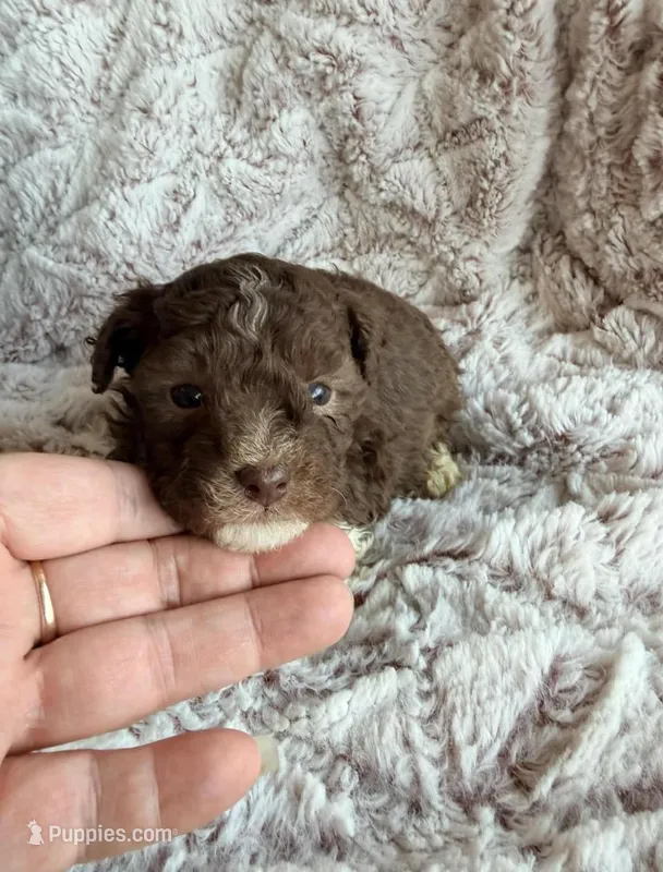 TOBY – Poodle - Toy  puppy for sale in Phoenix, AZ