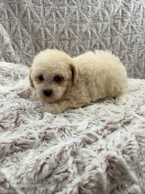 LULU – Poodle - Toy  puppy for sale in Phoenix, AZ