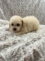 LULU, a female Poodle - Toy  for sale in Phoenix, AZ – 1 of 6