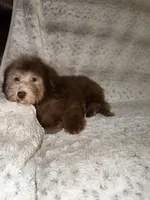 Charlie, a male Poodle - Toy  for sale in Phoenix, AZ – 3 of 8