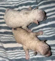 Barney, a male Poodle - Toy  for sale in Phoenix, AZ – Photo 3 of 3