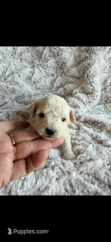 Barney – Poodle - Toy  puppy for sale in Phoenix, AZ
